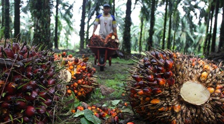 Petani Sawit Swadaya di Sumsel Raih Sertifikat RSPO